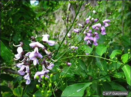 Bois Savonette, Lonchocarpus punctatus, en fleurs