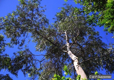 Eucalyptus du Jardin de Beauvallon